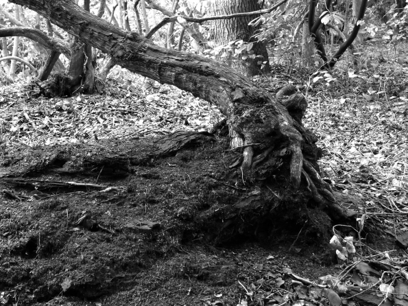 Bois des Moutiers (20) Mai 2012